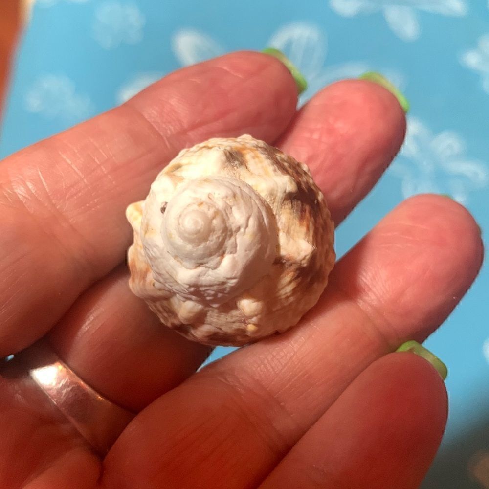 Bundle of Small Sea Shells From Bahamas - Picture 5 of 11